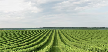 Agronegócio e Conservação Ambiental: Como Equilibrar Produção e Preservação