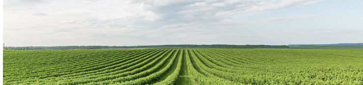 Agronegócio e Conservação Ambiental: Como Equilibrar Produção e Preservação