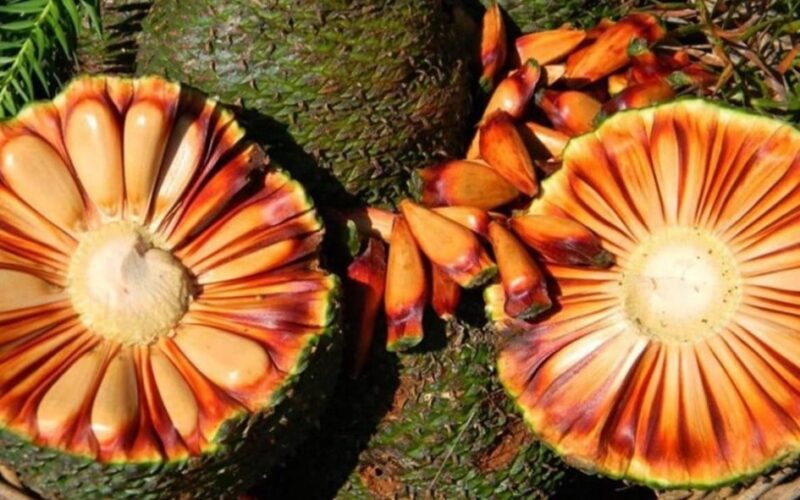 Colheita de pinhões tende a ser menor este ano no Rio Grande do Sul