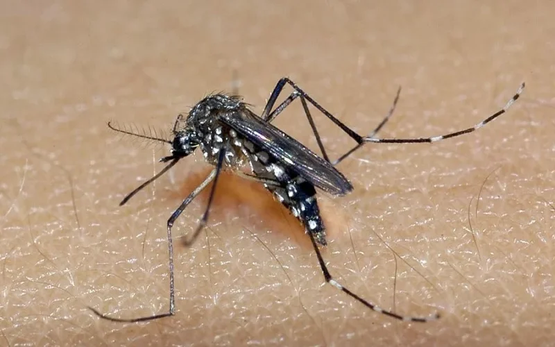 Chikungunya em Porto Alegre reforça importância da prevenção em viagens no Brasil
