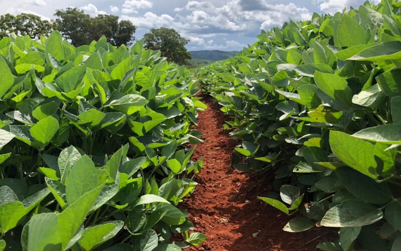 Governo do Rio Grande do Sul projeta recuperação da agropecuária para 2026