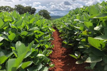 Agro do Rio Grande do Sul registra quarto melhor trimestre, mas queda nas exportações em relação a 2025
