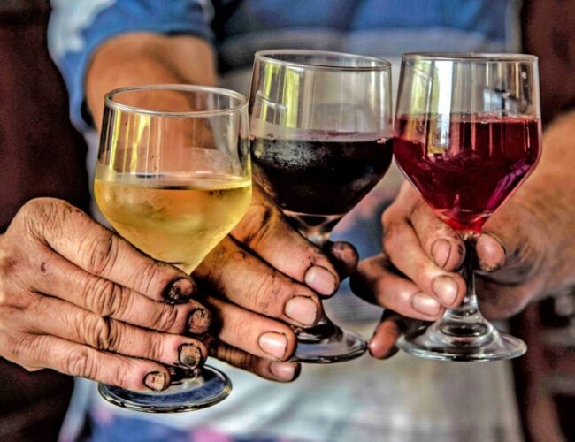 Expectativas otimistas para a colheita de uvas no Rio Grande do Sul em 2026