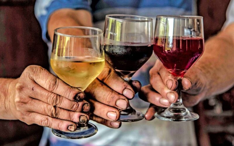 Expectativas otimistas para a colheita de uvas no Rio Grande do Sul em 2026