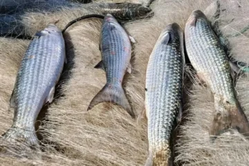 Proibição da captura de tainha por arrasto de praia entra em vigor