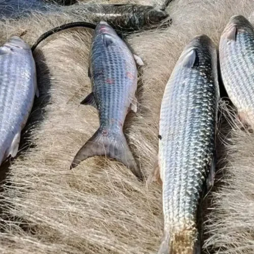 Proibição da captura de tainha por arrasto de praia entra em vigor