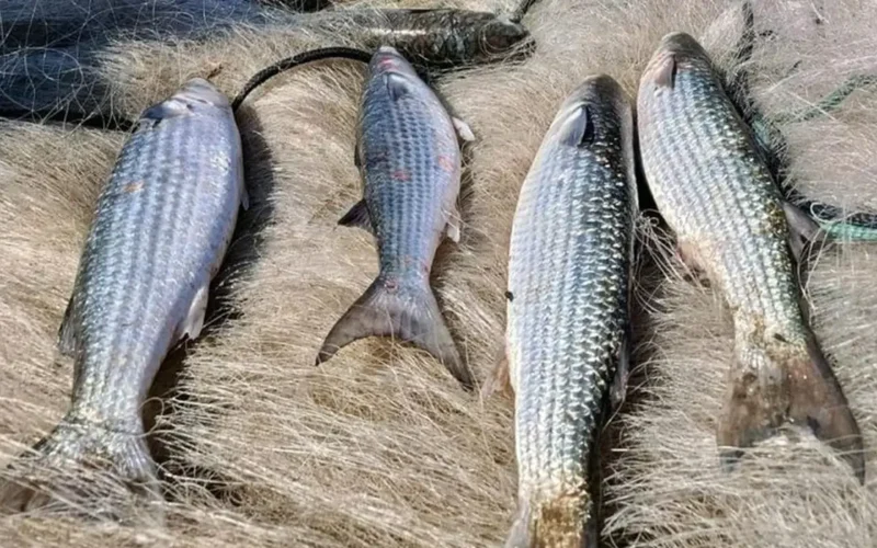 Proibição da captura de tainha por arrasto de praia entra em vigor